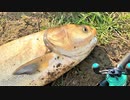 【釣り・рыбалка в японии(Токио・Сайтама)】荒川の温排水(荒川温泉、荒川第一調整池排水門)でルアー釣り＠レンギョ(ハクレン)と鮒を釣る！【VLOG・iPhone XS】