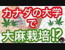 大学で大麻を栽培！？大麻ビジネスをしたい人必見！！