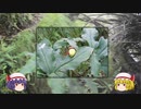 【ゆっくり】大山回礼紀 ６【登山】