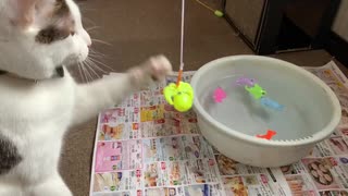 猫の前で魚釣りしてみた