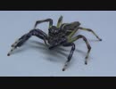 ［閲覧注意!!］再編集　ヤハズ ハエトリグモにゴキブリを与えてみた。(Mendoza sp.)