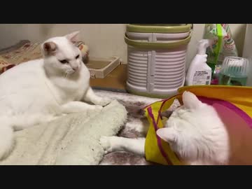 猫部屋宇宙戦争(ｽﾀｰｳｫｰｽﾞ)勃発！ｳﾁｭｰﾈｺﾁｬﾝVSｼﾛﾀﾇｷﾁｬﾝ