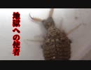 【ありの飼育記#120】アリジゴクに狩りをさせてみた