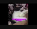 ちゅ〜るを取られたネッコ