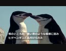 南極のヒゲペンギン、1970年代から77％急減 温暖化に警鐘（11日）