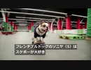 ロシアに「スケボー犬」現る、助走つけて勢い良く滑走（12日）