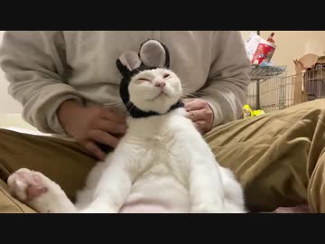 ネコのような珍妙生物、膝上マッサージで恍惚とする