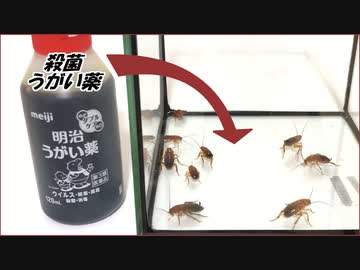 不衛生なゴキブリを「イソジン」でうがいさせたら信じがたい結果になった。