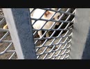 野良猫と面会 差し入れ。猫と人間の境目がもしかすると、あるのかも知れません。