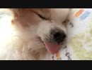 舌が出ちゃうワンコ（パピヨン）5
