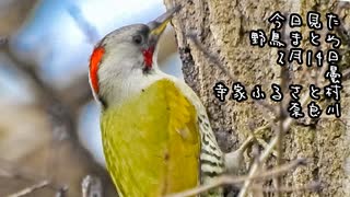 今日撮りの野鳥さん達まとめ2月14日曇寺家ふるさと村、奈良川