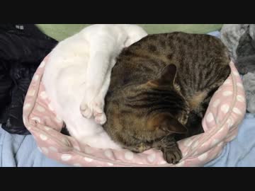 ウチューネコチャン、肛門にめり込む