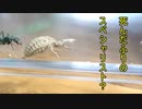 【ありの飼育記#121】クロオオアリｖｓアリジゴク