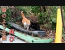 ビビりのボス、再び現る（羆のような野良猫）
