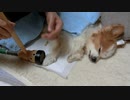 足先をお灸で温めるワンコ（パピヨン）
