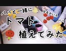 【幼稚園児が】パパと一緒にトマト育ててみた part1【種からトマト！】
