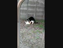 猫、交尾。
