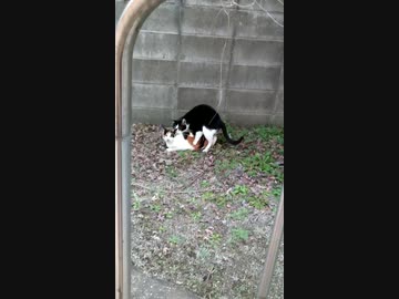 猫、交尾。