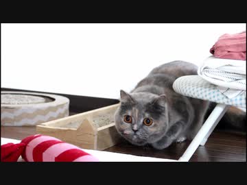 可愛い猫のダッシュ集