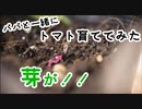 【幼稚園児が】パパと一緒にトマト育ててみた part2【芽！】