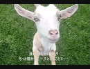 【まとわりつくヤギ】 そしゃく音つき ﾑｼｬﾑｼｬﾞ(´～｀)ﾓｸﾞﾓｸﾞ
