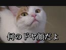 【甘えん坊＆ツンデレ】三毛猫茶屋に行ってみた（大阪/道頓堀）