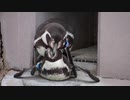 ペンギンの後尾（直球）