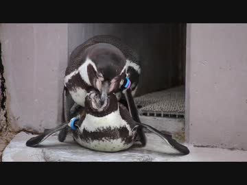 ペンギンの後尾（直球）