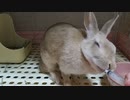 薬大嫌いだったうさぎさんが上手に飲んでくれるようになりました