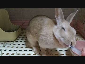薬大嫌いだったうさぎさんが上手に飲んでくれるようになりました
