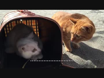 終身名誉子猫とウチューネコチャン、珍妙な運命の末の出逢い