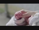テレニティ：「フモ」Music Video