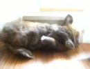 コテンと眠るうさぎ