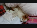 もぞもぞするワンコ（パピヨン）