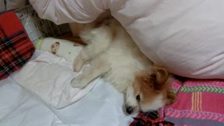 もぞもぞするワンコ（パピヨン）