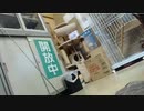 カメラがとらえた猫の反乱！