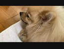 2020/02/15 ニコニコ生放送アプリからの放送