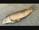 【釣り・VLOG】板橋区、見次公園で鯉釣り＠志村坂上～上板橋付近、誕生日に一人でまったり【iPhone XS】