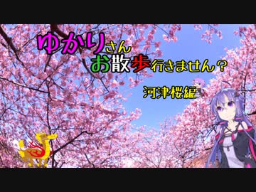 【VOICEROID車載】ゆかりさんお散歩行きません？【河津桜編】
