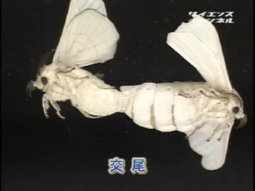 ホモと学ぶカイコガができるまで