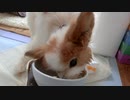 ガツガツ食べるワンコ（パピヨン）8