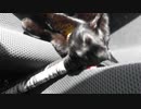 【超嬉しいんだわニャ～ｯ！】黒猫チコちゃん