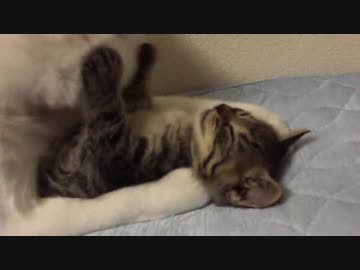 かつてのちび子猫、反抗期過ぎの高校生みたいな顔をする