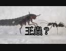 【ありの飼育記#125】クロオオアリｖｓオオヒラタシデムシ　Ant vs Carrion beetle