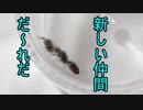 【ありの飼育記#128】新しい仲間を迎えるよ