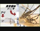 異常なバッタを蟻の巣と繋いだら「弱肉強食」を思い知らされた。