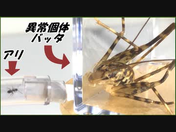 異常なバッタを蟻の巣と繋いだら「弱肉強食」を思い知らされた。