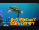えっ？クラッシュって結婚してなかったの？？？『タートルトーク 』東京ディズニーシー