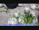 【武漢封鎖１６日目：2月7日】 武漢でコロナウィルスと戦う3人の中国人家族の様子　（和訳付）