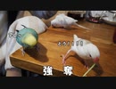 【鳥動画】初めての豆苗
